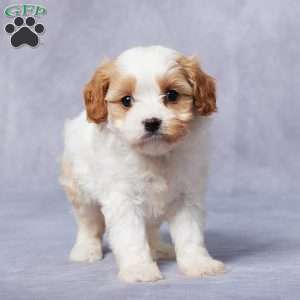 Edie, Cavapoo Puppy